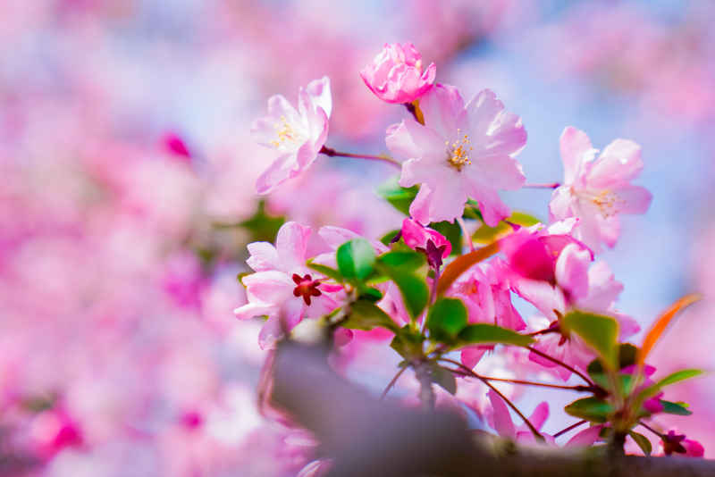 海棠花开 8