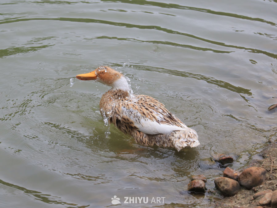 鸭子戏水