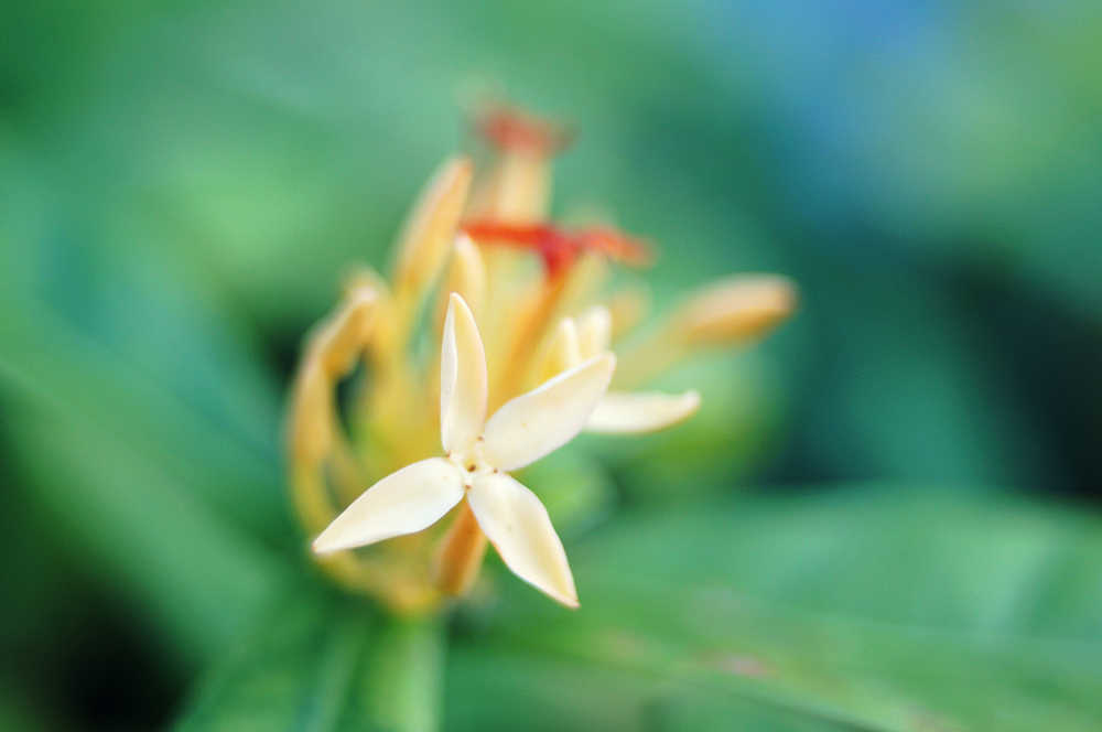 龙船花特写