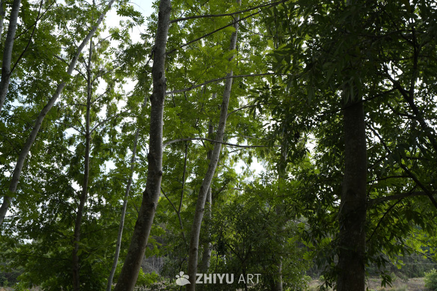 树林