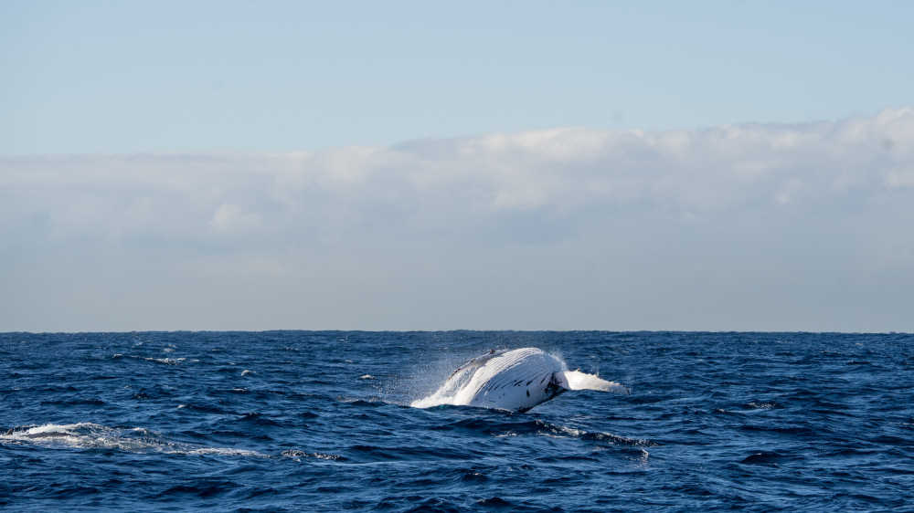 鲸鱼跃出海面