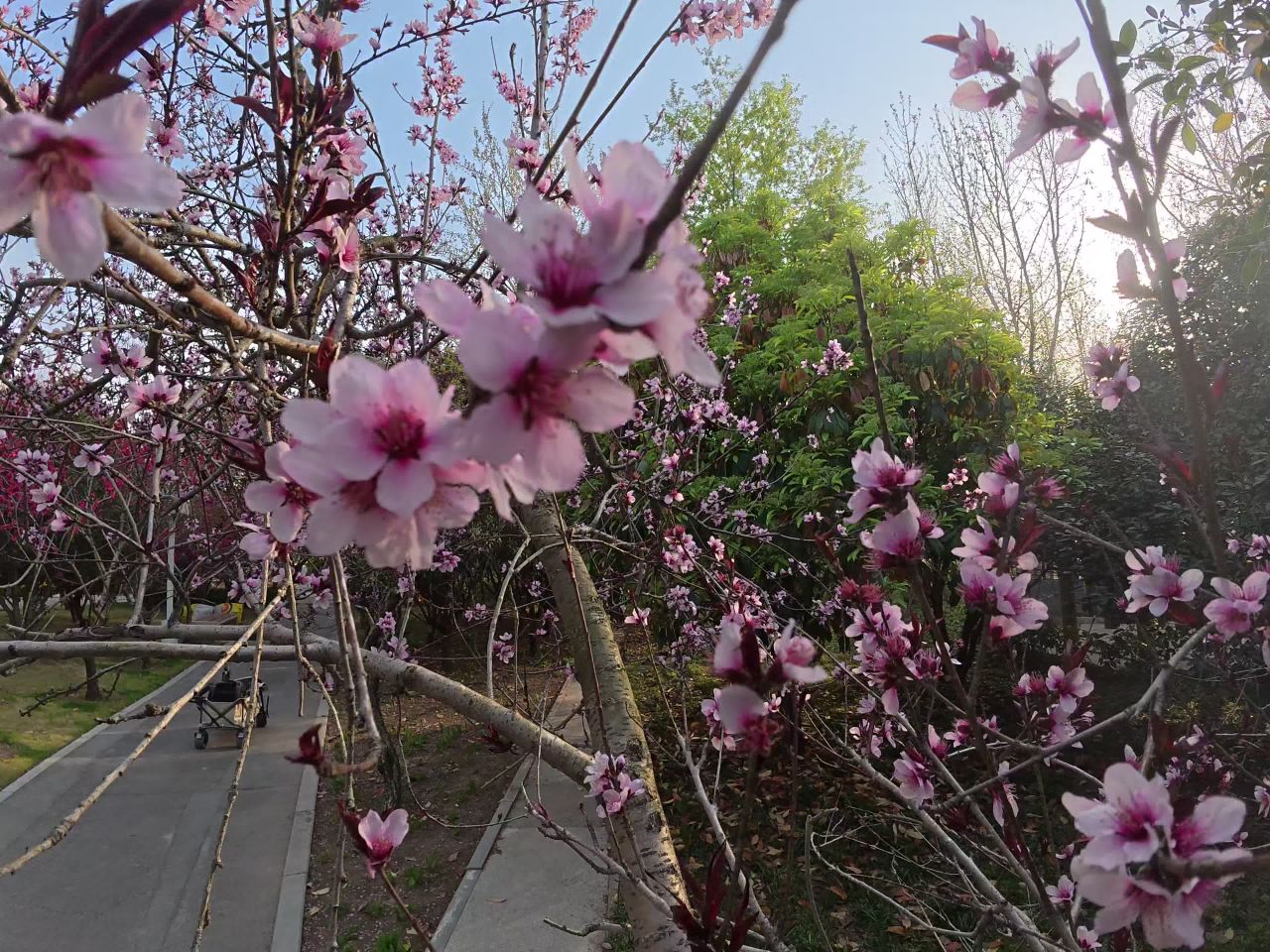 春日樱花漫步