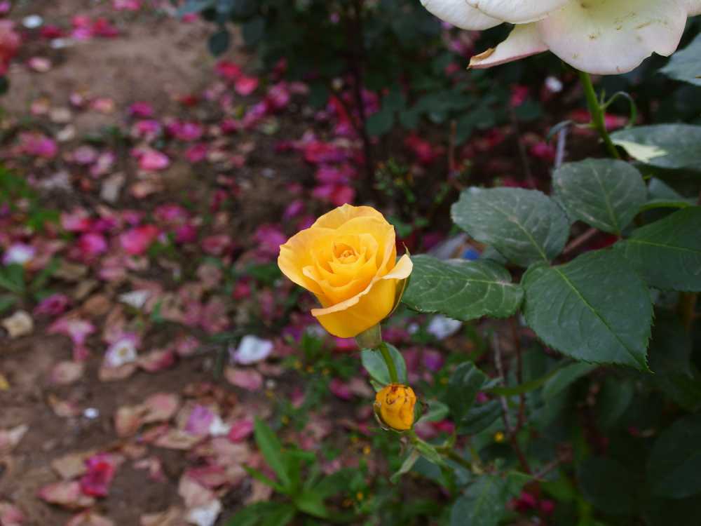 玫瑰花