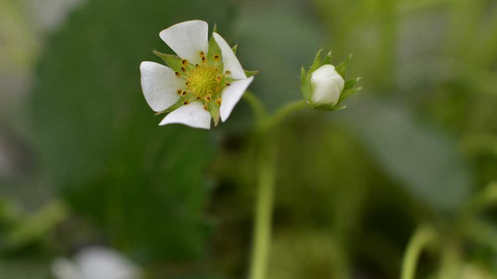 草莓花