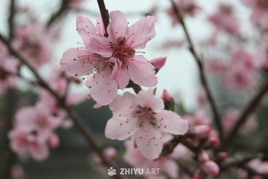 春日桃花盛开