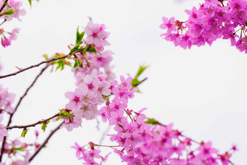 樱花季 45