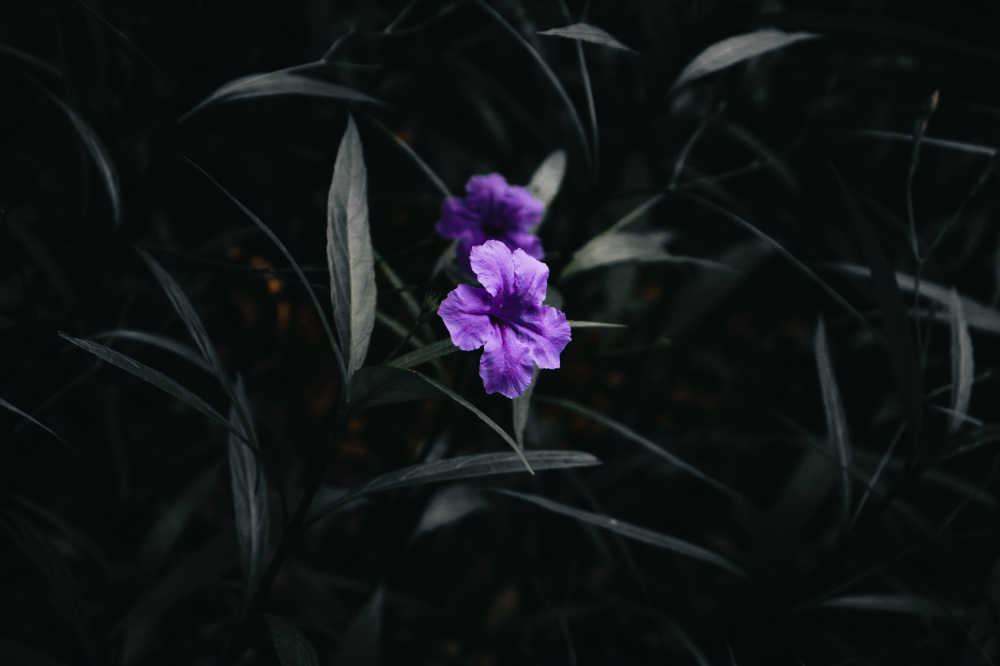 紫色的花