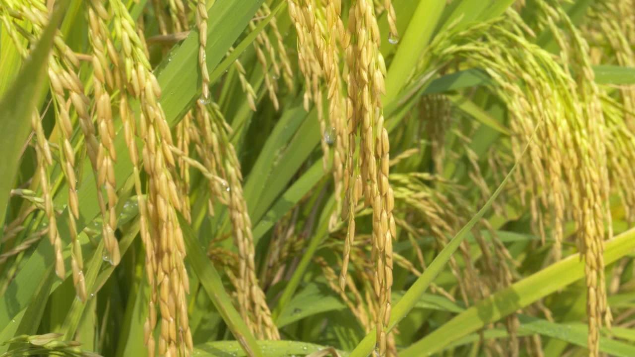 水稻粮食庄稼五常大米 40