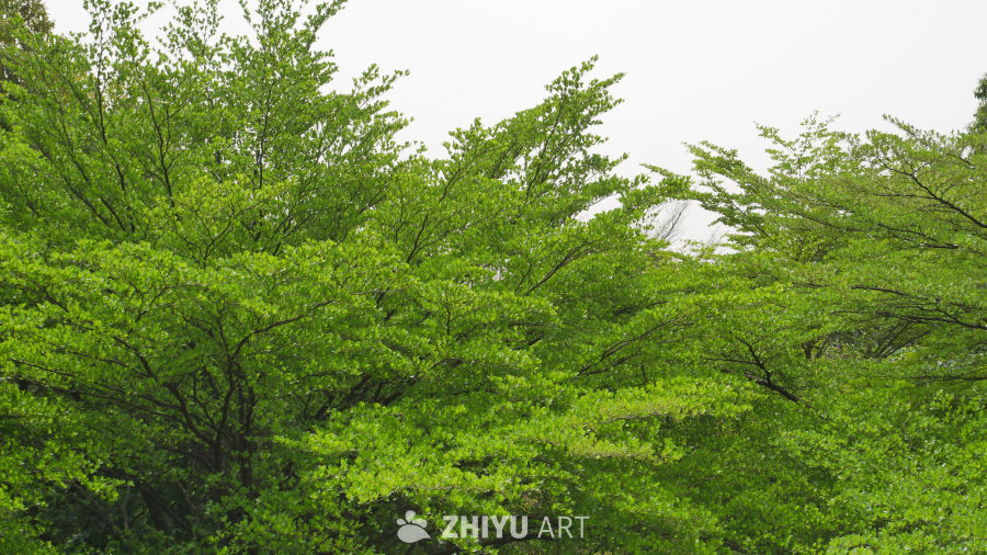 春意盎然小叶榄仁