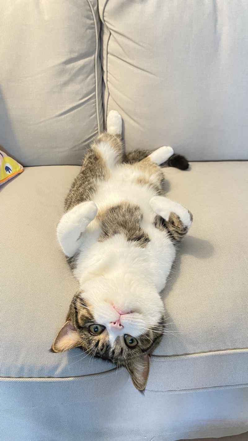 我的猫