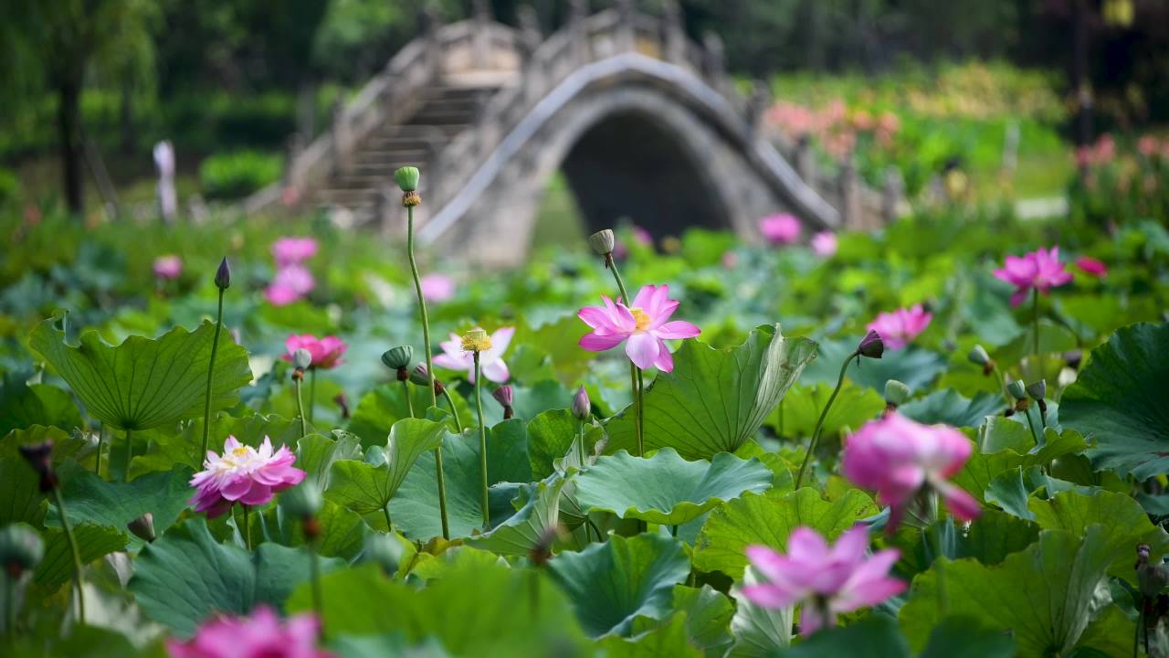 4k夏日荷花特写 夏至 大暑 小暑 节气