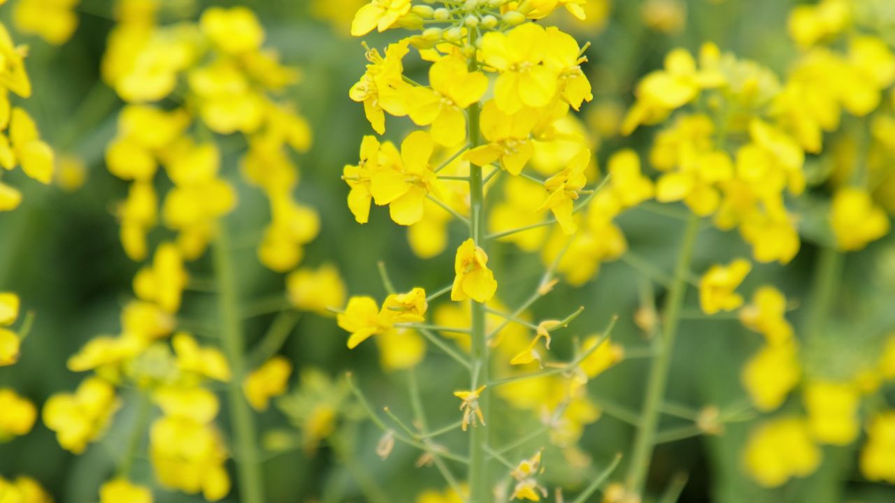 油菜花蜜蜂采蜜特写微距4K实拍