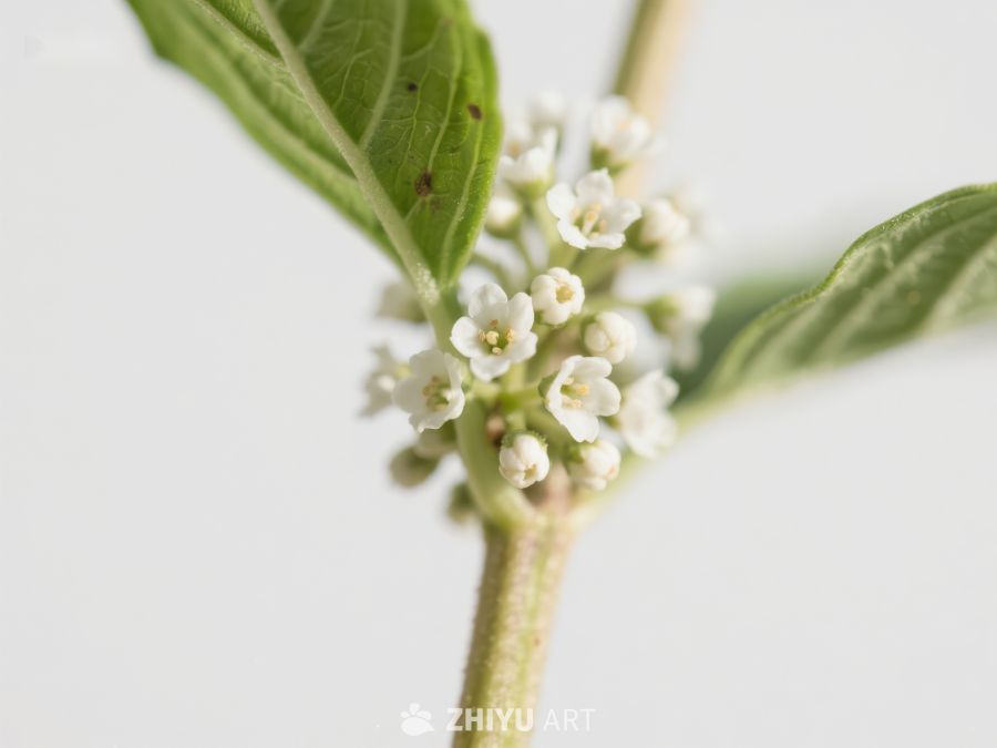 白色小花与绿叶的特写 8