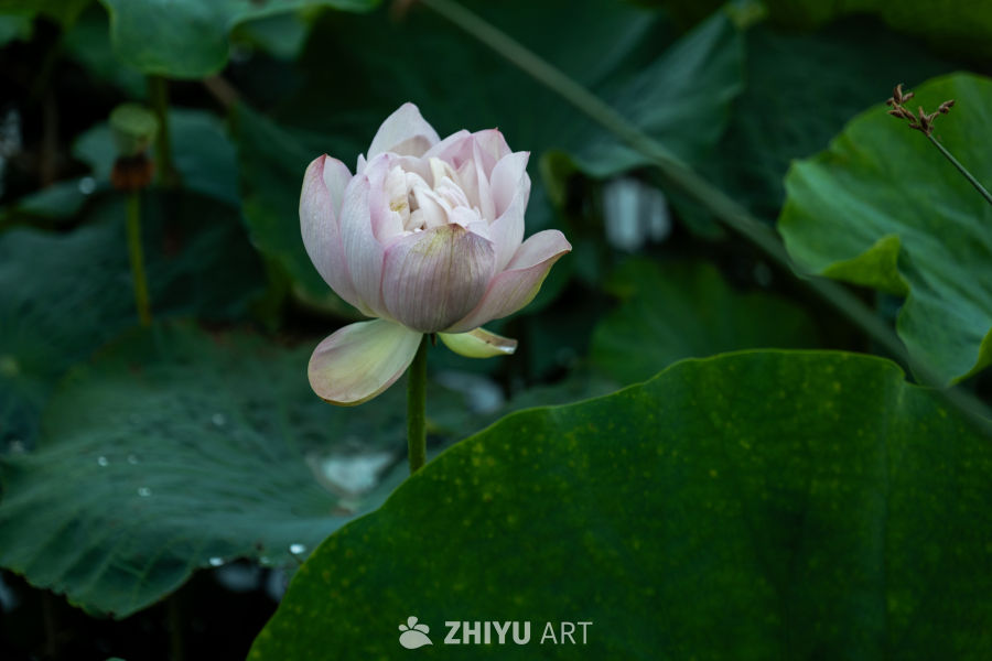 荷花 25