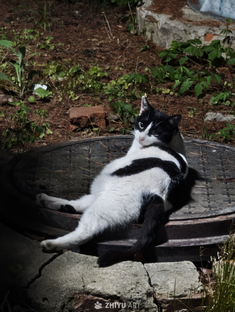 乖巧小猫