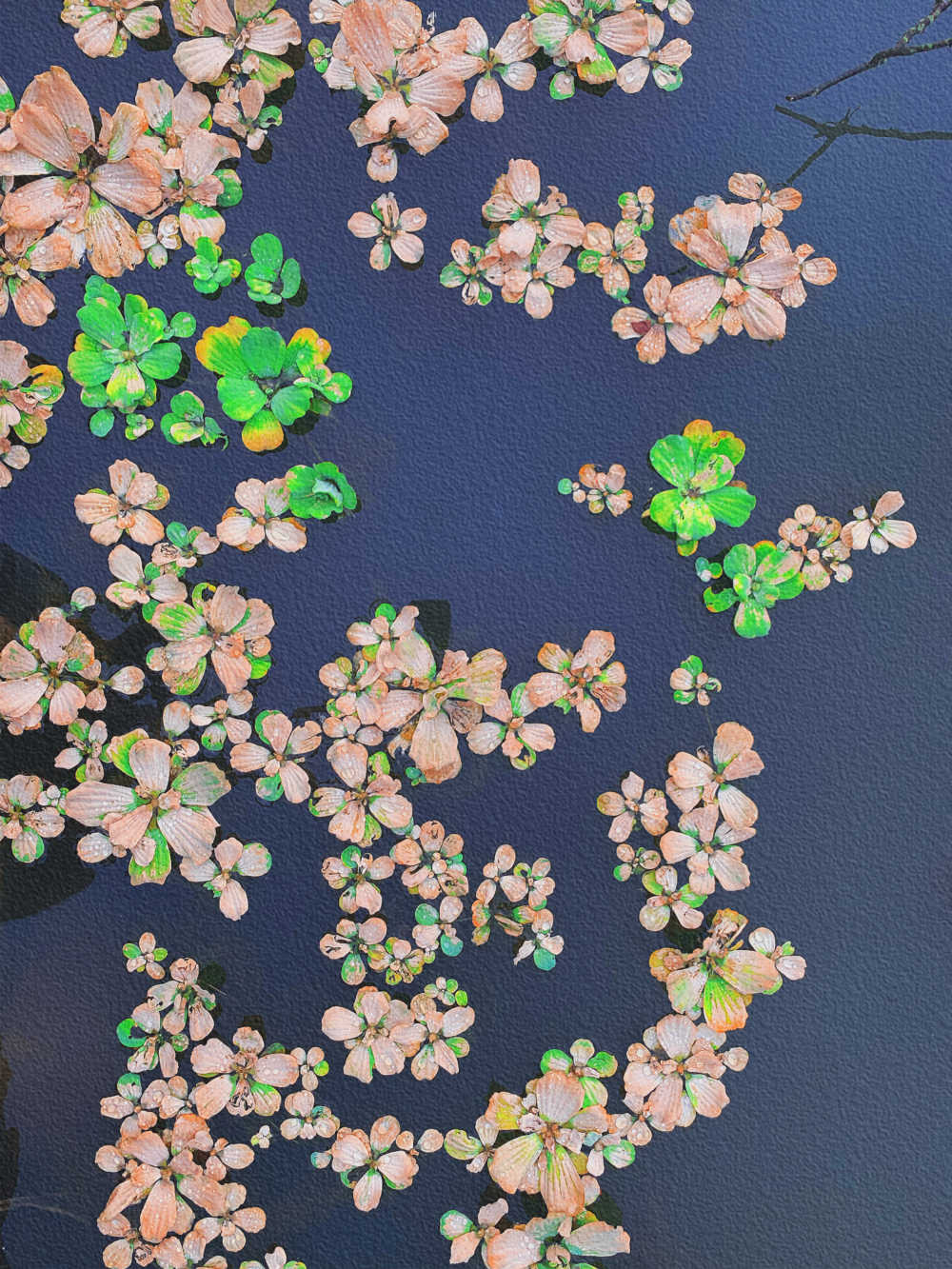 水葫芦