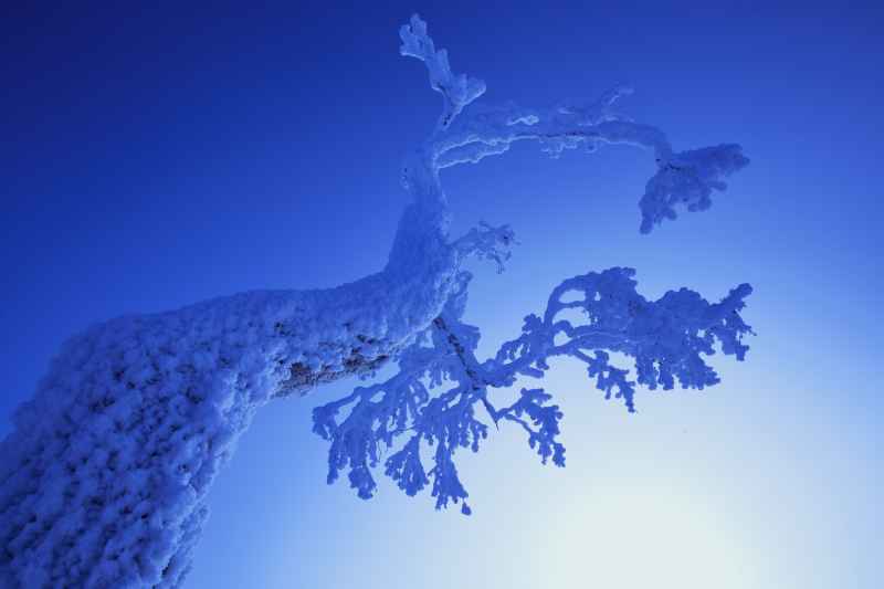 雀之舞 雾凇 高山 雪景 冬天 蓝孔雀 冬季 蓝色 舞蹈 冰雪 旅游 黑龙江 大秃顶子山 