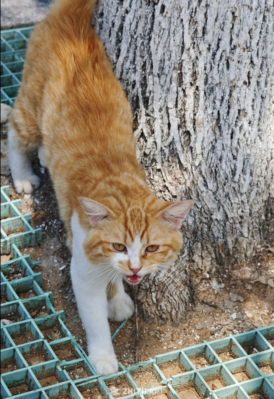 镜头里的猫猫