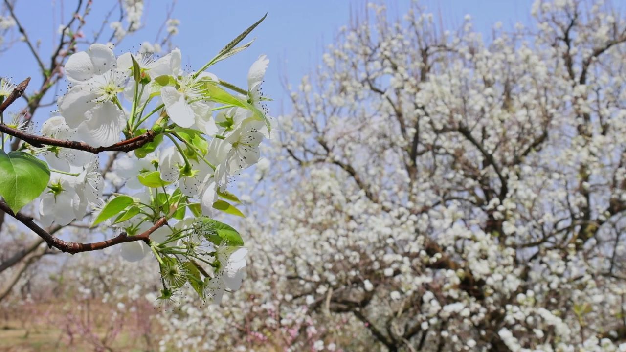 春天盛开的梨花树 4