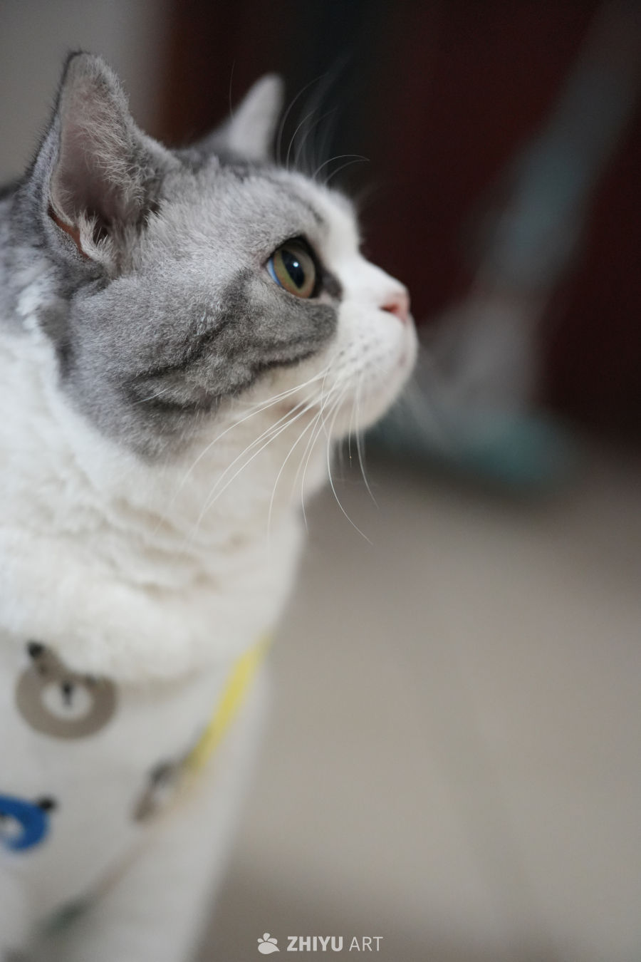 猫咪 36