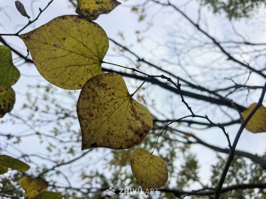 水静万佛湖，风微湖岸幽