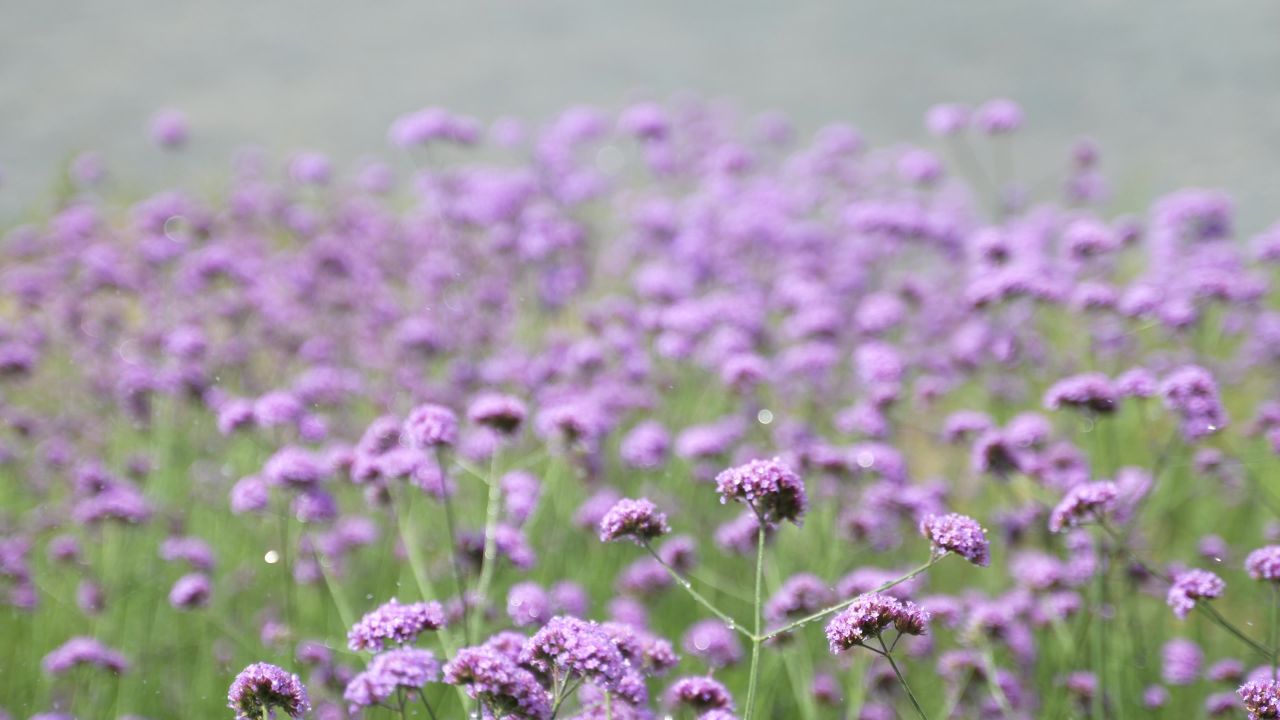 花 9