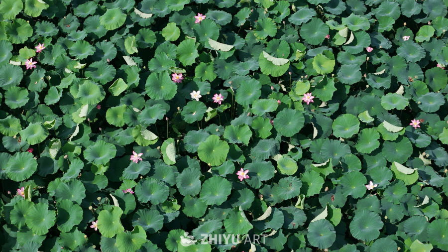 荷塘夏日景