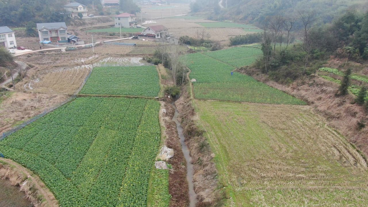 航拍农业种植农作物油菜幼苗