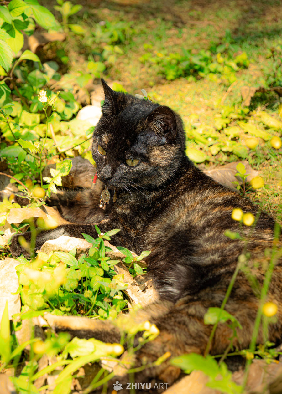 阳光下的猫咪