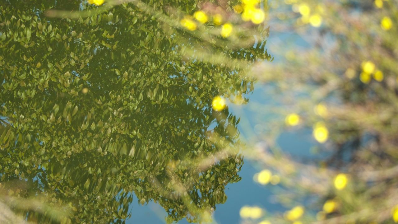森林树木树叶植物 4