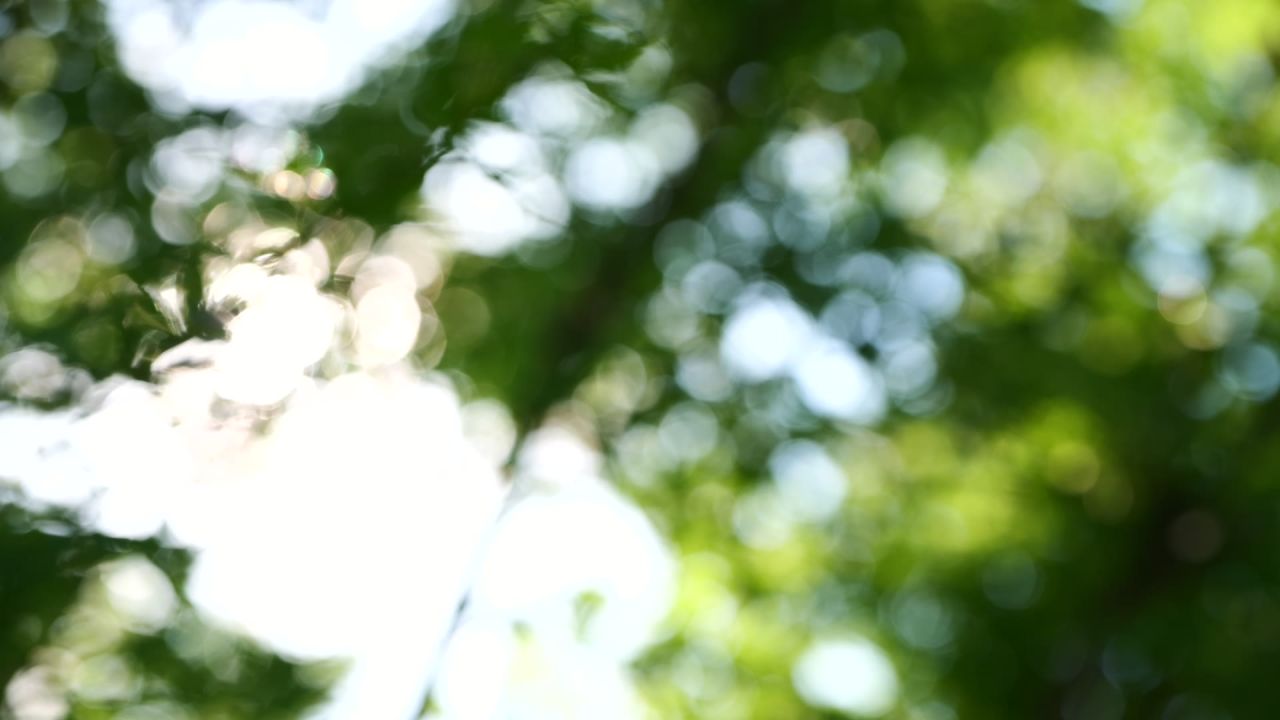 一组初夏枫叶的慢动作 4