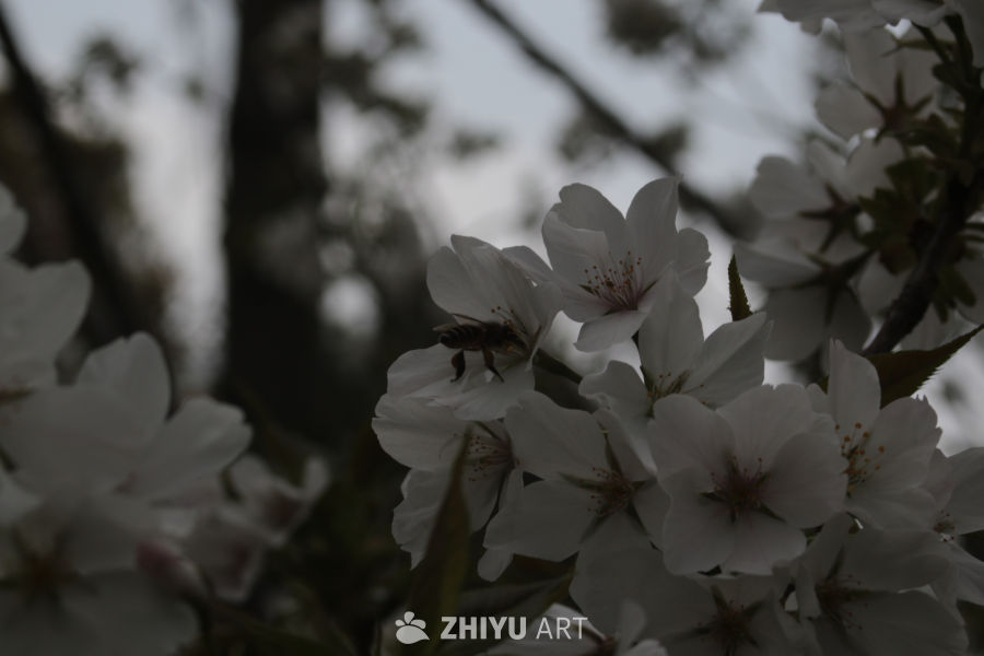 春日花语：樱花与蜜蜂的邂逅