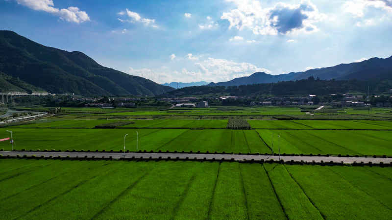 航拍绿油油杂交水稻种植农田乡村 