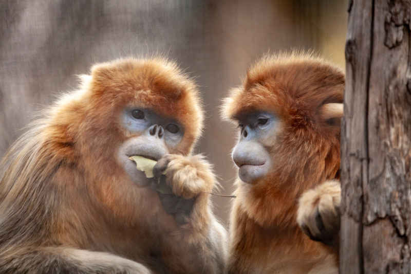 金丝猴
