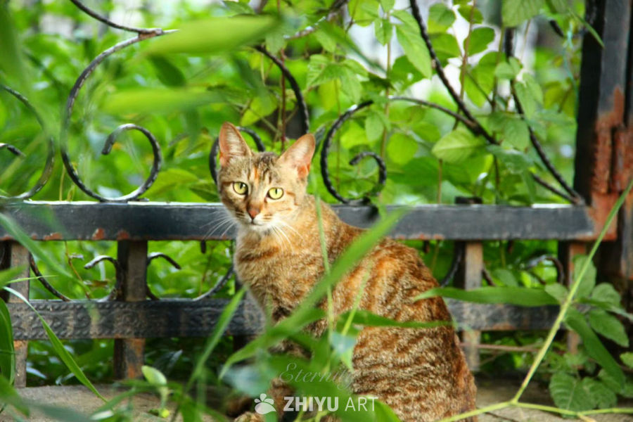 🐈