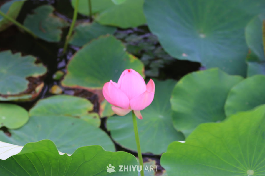 荷花 8