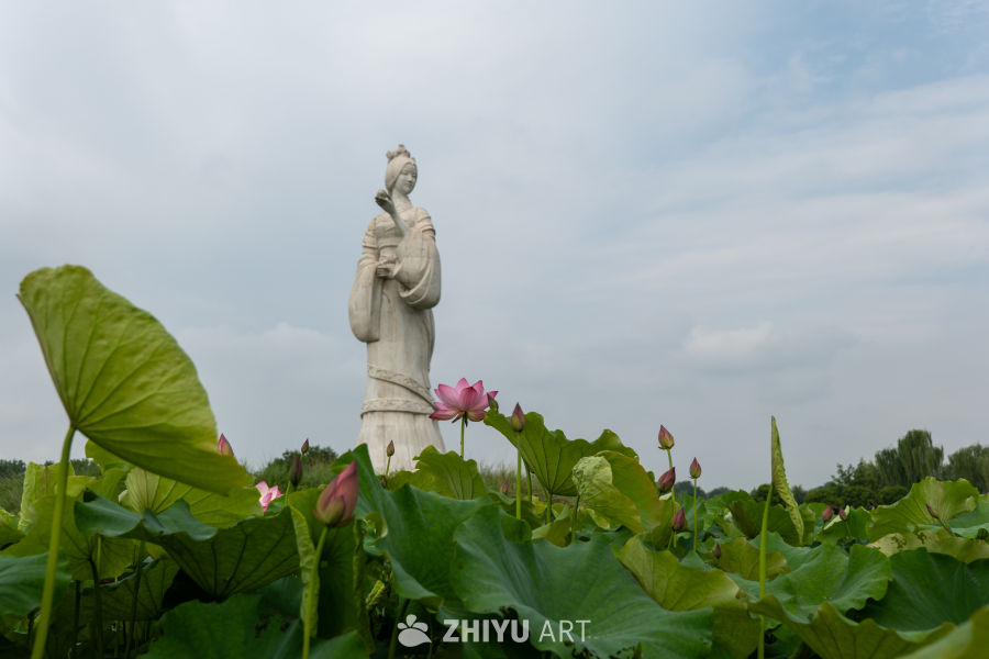 荷花 123