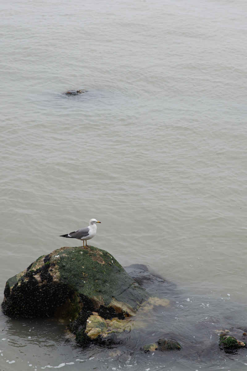 威海海驴岛海鸥 7