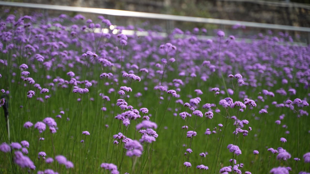 花 2