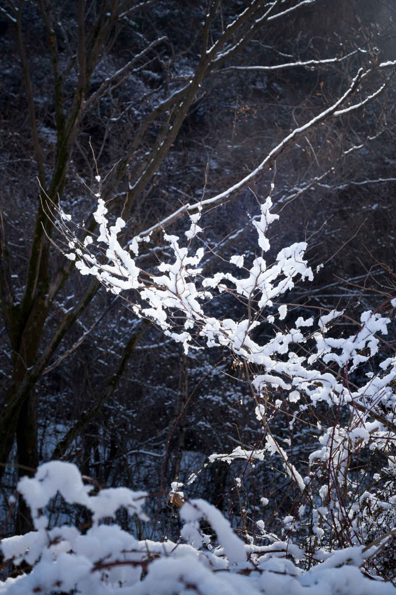 雪枝