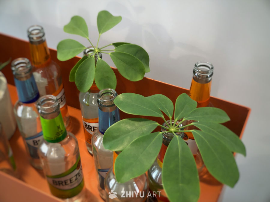 瓶中绿意：植物与瓶子的巧妙结合