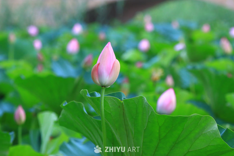 盛夏荷花 281