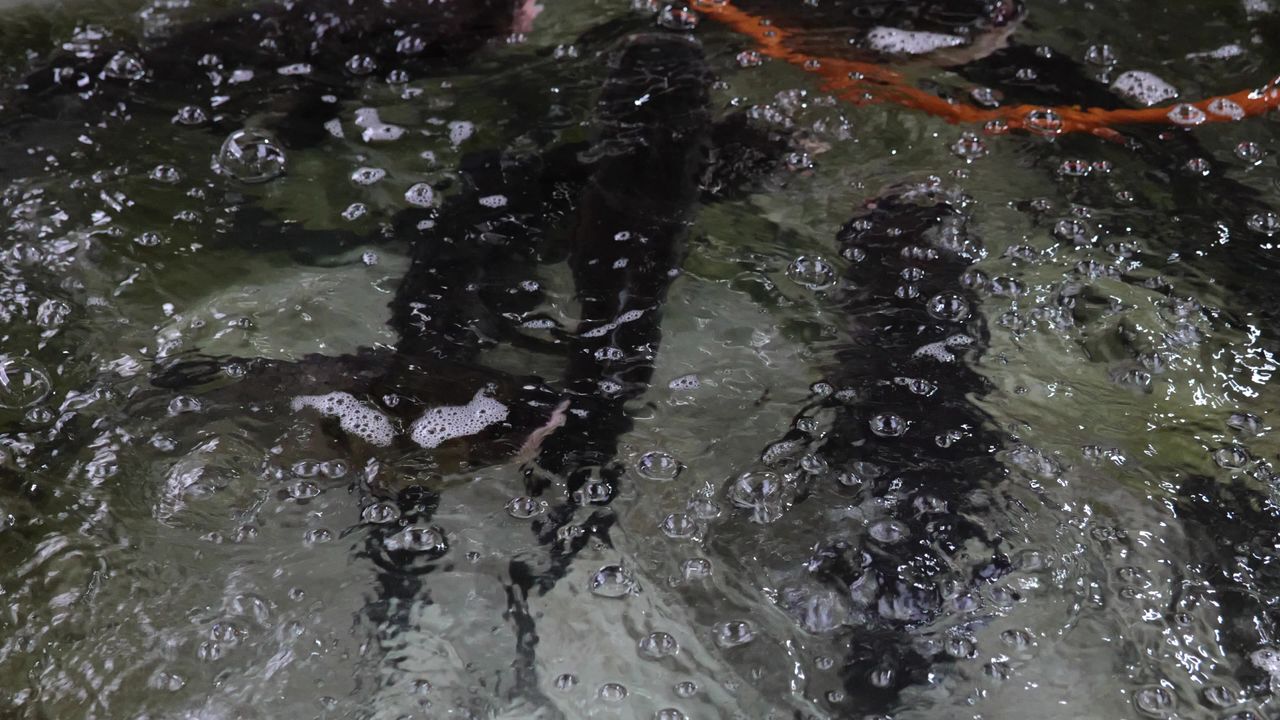 成都菜市场