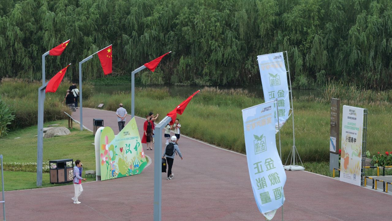 国庆江边芦苇荡 1