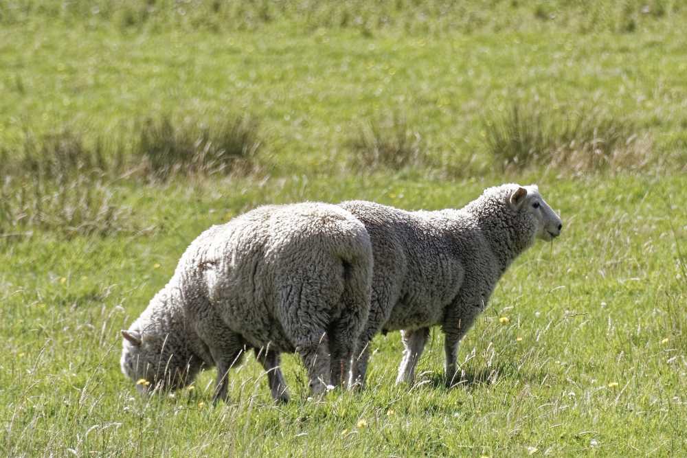 羊动物羊毛景观