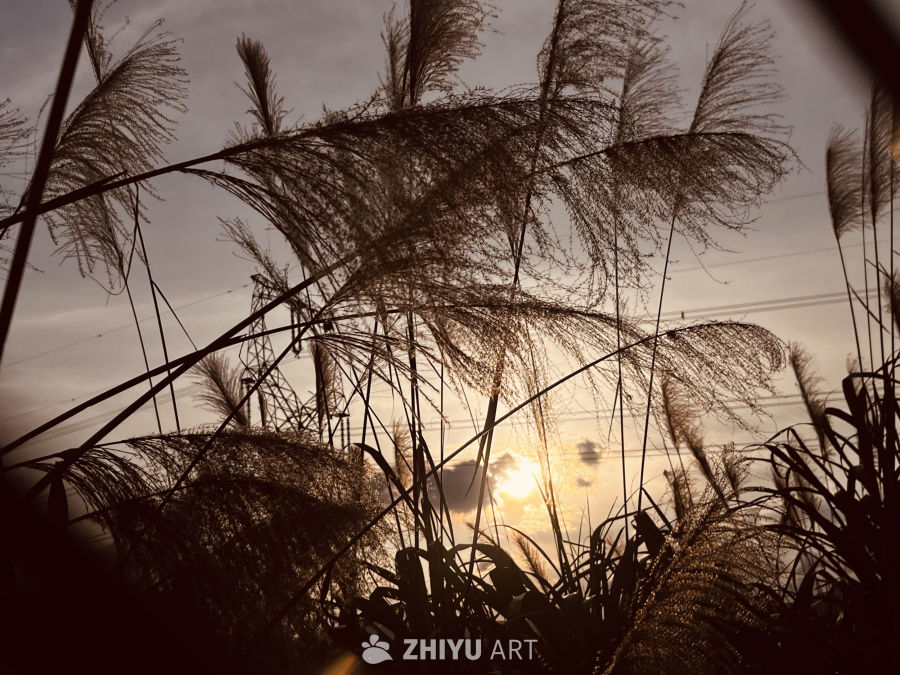 芦苇与夕阳的剪影