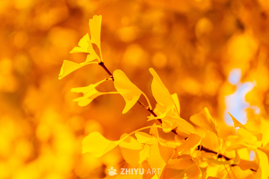 秋日银杏暖阳景