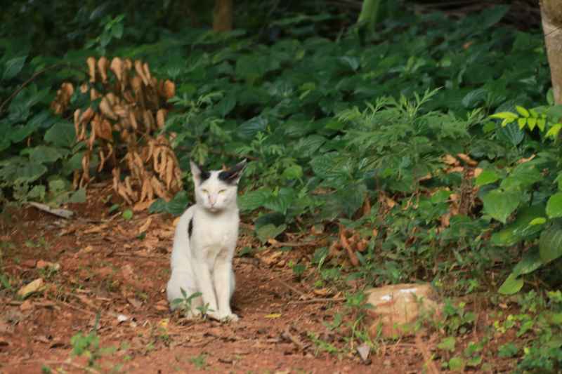 猫