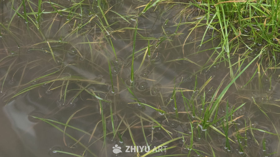 雨后被水淹没的小草