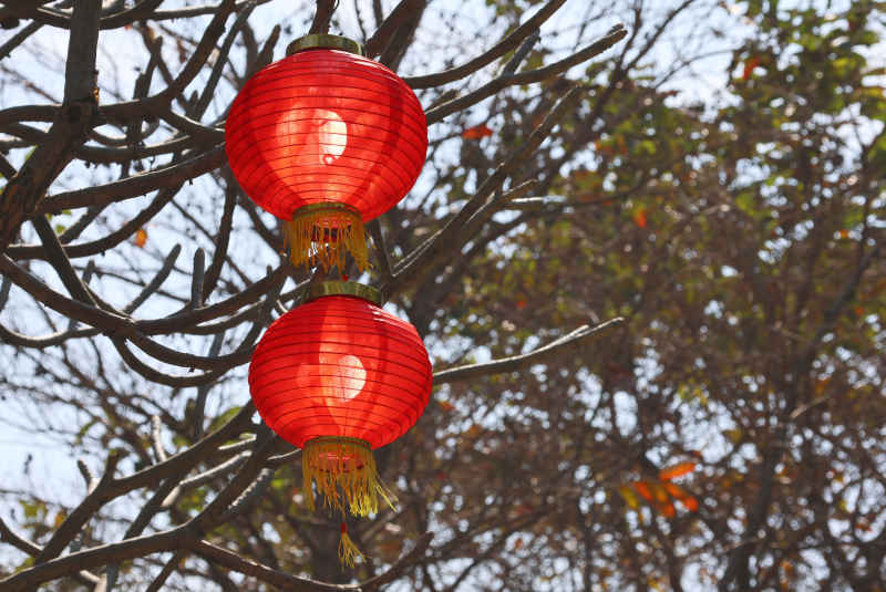 鸡蛋花树上红灯笼